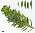 SpeciesSub: subsp. mauritanica